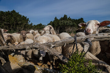 flock of sheep in a field, Formentera, Pitiusas Islands, Balearic Community, Spain