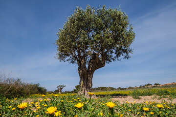Obraz premium olive tree among yellow flowers, Formentera, Pitiusas Islands, Balearic Community, Spain
