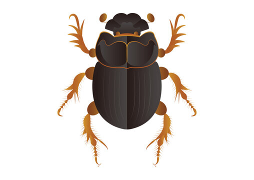 Copris Lunaris Female Beetle Vector Art isolated on White Background