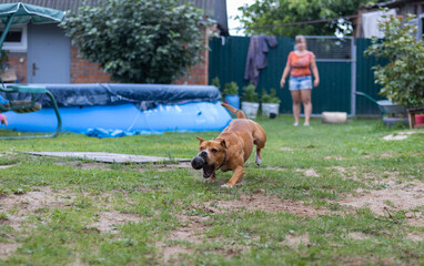 Pitbull deftly catches the ball thrown by its owner. A beautiful muscular dog runs after a ball,...