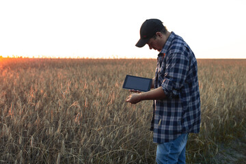 In the field, a farmer examines a spike of wheat with a clipboard in his hand. The agronomist examines the wheat, assessing the condition of the grains in the spikelets and makes notes in the tablet. - obrazy, fototapety, plakaty