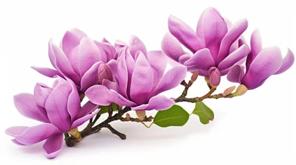 Foto op Canvas Purple magnolia flower, Magnolia felix isolated on white background, with clipping path © Nazia