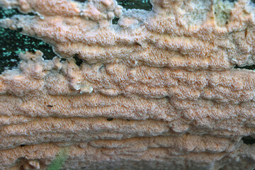 Rhodonia placenta, pink polypore fungus from Finland, no common English name