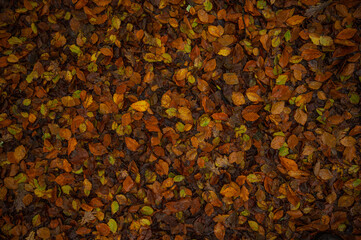 autumn leaves backround