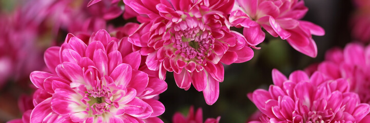 Defocused pink dahlia petals macro, floral abstract background. Close up of flower dahlia for background, Soft focus