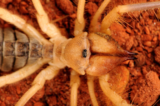 Egyptian Camel Spider // &Auml;gyptische Walzenspinne, Gelbe Walzenspinne (Galeodes granti) - Egypt