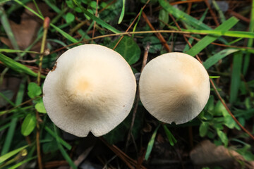 Mushroom fungus poisonous toxic vision chapel stem