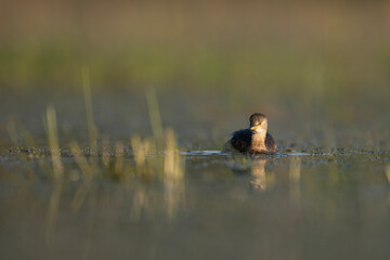 little grebe with Reflection in water