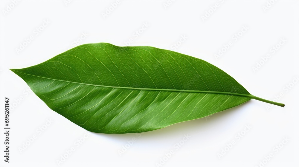 Poster a single green leaf placed on a white surface. suitable for various uses