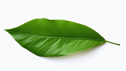 Obraz premium A single green leaf placed on a white surface. Suitable for various uses