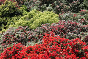 Pohutukawa trees in flower  Auckland, New Zealand © Zenstratus