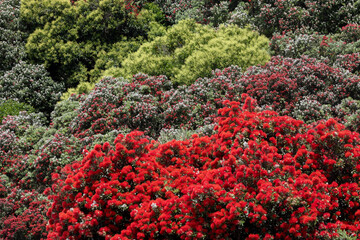 Pohutukawa trees in flower  Auckland, New Zealand