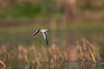 Common red Shank bird Flying 