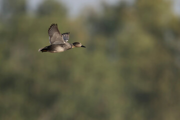 Flying gadwall, Mareca strepera