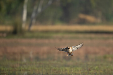 Eurasian wigeon Flying 
