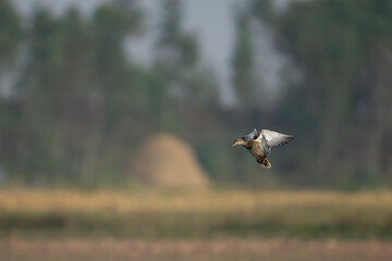 Eurasian wigeon Flying 