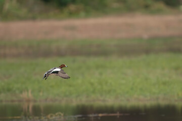 Eurasian wigeon 