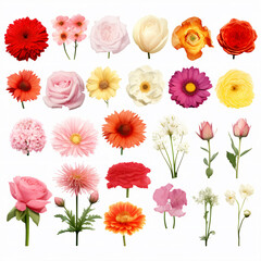 Set of different beautiful flowers on white background, AI Generative.