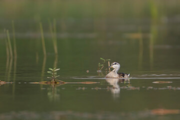 Cotton pygmy goose