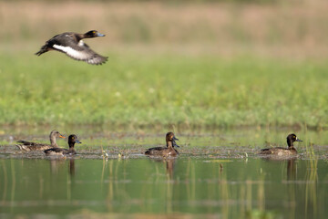 Flock of tufted Ducks in wetland 