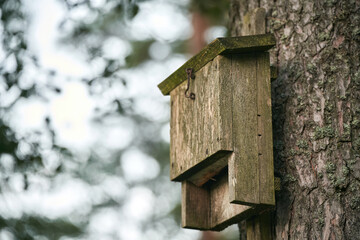 Bird’s nest in a wooden box: A cute and bright home for birds in the bokeh background of the autumnal forest. A cozy nest for starlings and other birds to enjoy the beauty of nature in autumn.