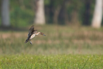 Norther Pintail Duck Flyin 