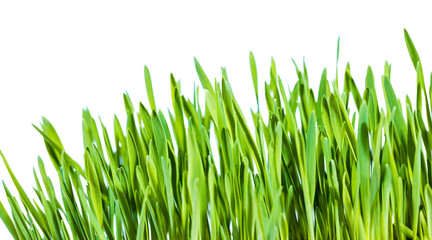 Fototapeta na wymiar Organic wheatgrass in a beautiful green field surrounded by nature.