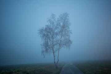 Lonely tree next to a country road on a foggy autumn morning