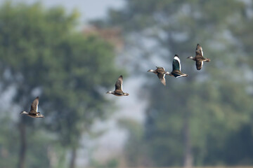 Flock of Cotton pygmy goose flying over wetland