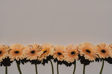Elegant peach gerbera daisy flowers with sunlight shadows on tan white background with copy space....