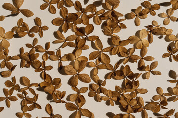 Flower pattern of dry star flower petals
