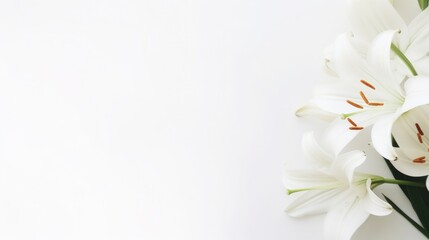 Background of many snow-white lilies. Spring Easter floral design. Copy space - obrazy, fototapety, plakaty