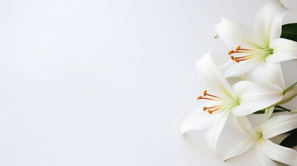 Background of many snow-white lilies. Spring Easter floral design. Copy space