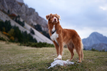 Naklejka na ściany i meble Nova Scotia Duck Tolling Retriever dog stands in a misty mountain landscape, gazing into the distance. Surrounded by fog and autumn colors, the scene captures the breed's connection with nature