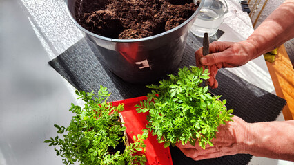 Planting marigold flowers in pot. Reproduction of plants in spring. Young flower shoots and...