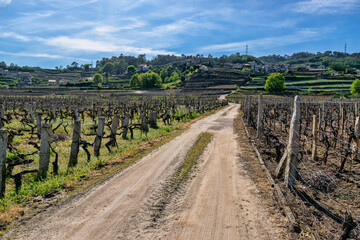 RIBEIRO