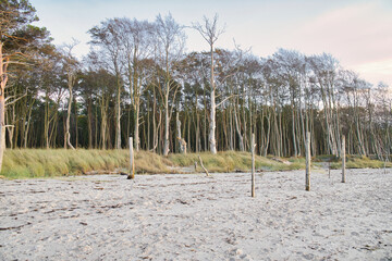 On the coast of the Baltic Sea. Forest, behind the dunes on the sandy beach. Nature