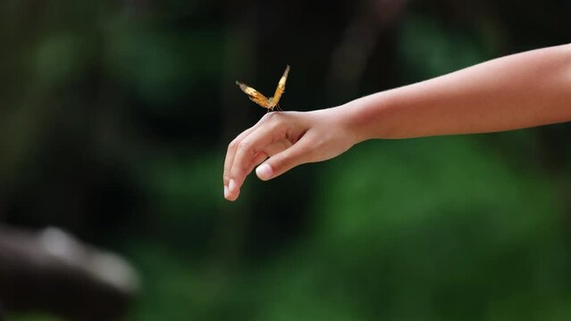 Beautiful butterfly flapping wings on kid hand in the forest