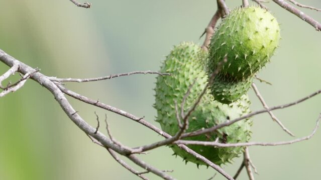 tropical exotic soursop or graviola fruit hanging on tree branch