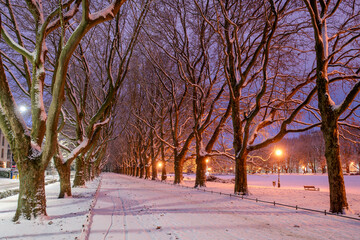Plane trees alley in park in winter, Szczecin, Poland.
