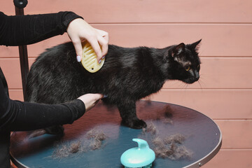 Black beautiful cat is combed out by a groomer