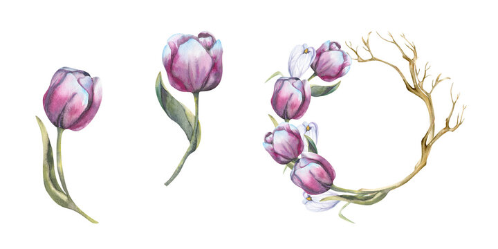 Watercolor spring flowers set with purple tulips. Floral Easter collection with single flowers and botanical wreath. Clip art for card, label, logo , invitation template