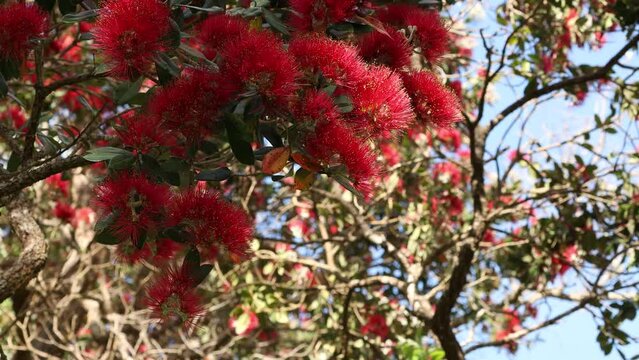 The Christmas tree of New Zealand.
