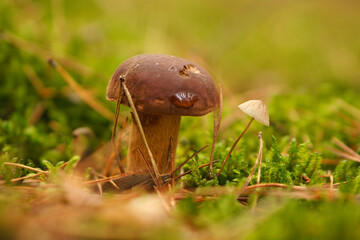 Chestnut, brown cap. Mushroom on the forest floor with moss and pine needles