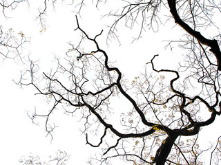 silhouette of a tree