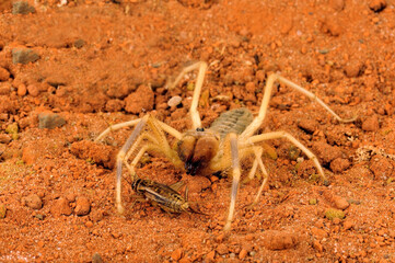 Ägyptische Walzenspinne, Gelbe Walzenspinne // Egyptian Camel Spider (Galeodes granti) - Ägypten