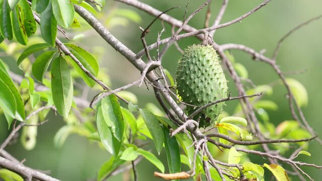 thorny soursop tropical edible fruit on tree
