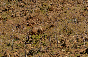 South coast Socotra