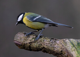 Eurasian blue tit (Cyanistes caeruleus) at a feeding ground	
