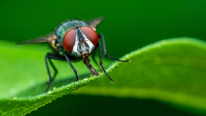 Red large-eyed flies on leaves